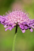 Detail of Field Scabious Scaboisa columbaria purple wild flower