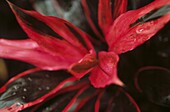 Kryptanthus Rosa Sternenlicht
