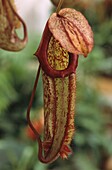 Eine Nepenthes x hookeriana
