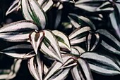 Das silbrig-grüne und weiße Blatt der Tradescantia zebrina - Silberzahnpflanze