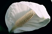 Eine weiße Spathiphyllum Mauna Loa