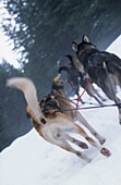 Working dogs on a dog sledding tour in Whistler Canada