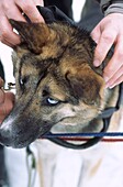 Working dogs on a dog sledding tour in Whistler Canada