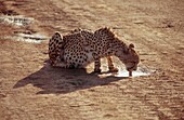 Gepard trinkt aus einer Pfütze in einem Wildreservat