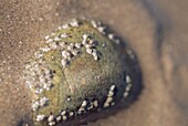 Detail eines mit Seepocken bedeckten Steins am Strand