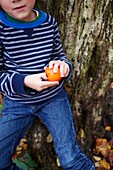 Junge in gestreiftem Oberteil beim Orangenschälen im Herbstwald, Haslemere, Surrey, England