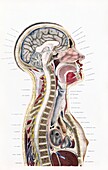 Brain and spinal anatomy, 19th century illustration