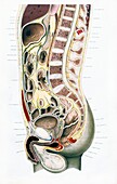 Human anatomy, 19th century illustration