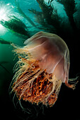 Lion's mane jellyfish in a kelp forest