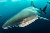 Blacktip shark in Aliwal Shoal, South Africa