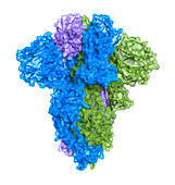 SARS-CoV-2 spike protein closed conformation, molecular model