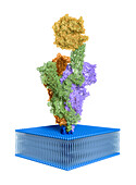 SARS-CoV-2 spike protein bound to receptor, molecular model