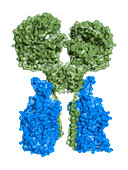 ACE2-amino acid transporter complex, molecular model