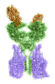 SARS-CoV-2 spike protein bonding domain and ACE2-B0AT1