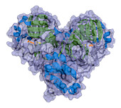 SARS-CoV-2 main protease, molecular model