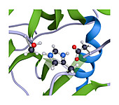 Serine protease active site of chymotrypsin, molecular model