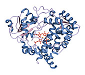 Redox enzyme cytochrome P450 3A4, molecular model