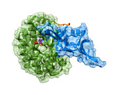 CRISPR Cas 1 nuclease, molecular model