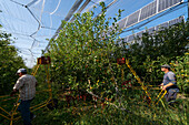 Men harvesting apples grown with photovoltaic awning