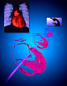 Cardiology research, conceptual illustration