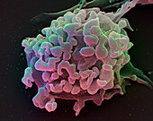 T-cell, SEM