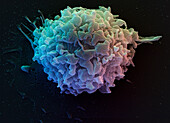 T-cell, SEM