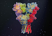 AMPA receptor, illustration