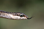 Boomslang with protruding tongue