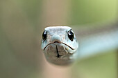 Boomslang head on view