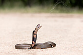 Mozambique spitting cobra ejecting venom