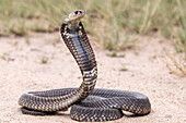Snouted cobra with hood expanded in threat pose