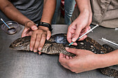 Veterinarian treating an injured rock monitor lizard