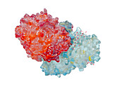 Ricin molecule, illustration