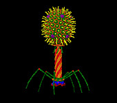 T2 bacteriophage, computer model