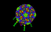 T7 bacteriophage, computer model