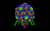 T7 bacteriophage, computer model