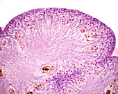 Kidney development, light micrograph