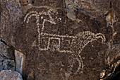 Unfinished bighorn sheep petroglyph, New Mexico, USA