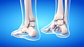 Feet bones, illustration