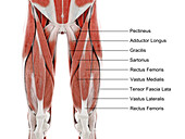 Muscles of the upper leg, illustration