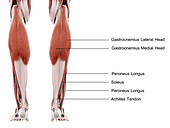 Lower leg muscles, illustration