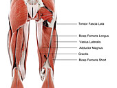Muscles of the upper leg, illustration