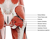 Hip muscles, illustration