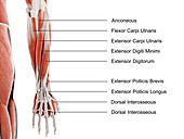 Lower arm and hand muscles, illustration