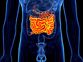 Small intestine, illustration