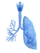 Lung, illustration