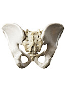 Hip bone, illustration