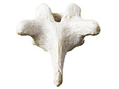Thoracic vertebrae, illustration