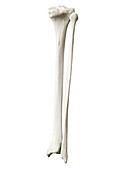 Tibia and fibula, illustration