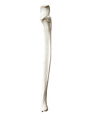 Ulna, illustration